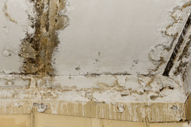 Best Basement Mold Removal  in Fort Mitchell, KY